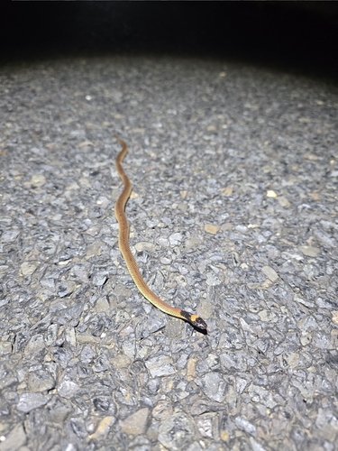 Red-naped Snake
