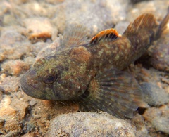 Blue Ridge Sculpin photo 1