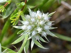 Eryngium aromaticum
