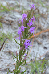 Liatris pauciflora