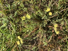 Lomatium caruifolium caruifolium