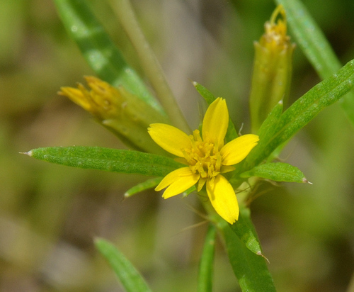 Image of Pectis linearifolia by (c) James (Jim) Duggan, some rights reserved (CC BY-SA)