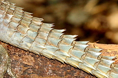 Oplurus cuvieri
