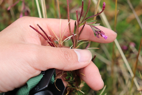 Andean Willowherb (Epilobium denticulatum)
