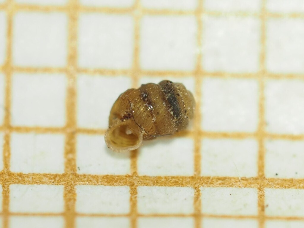 Truncatellina beckmanni