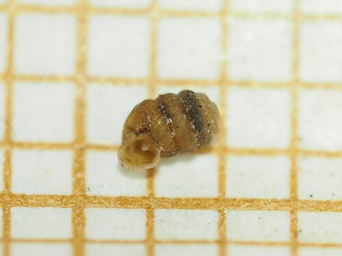 Truncatellina beckmanni