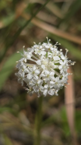 Alpine Trachymene (Trachymene humilis)