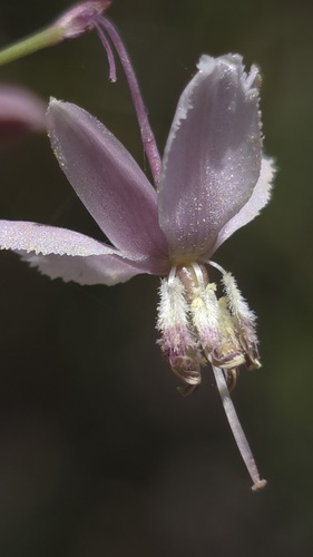 pale vanilla lily (Arthropodium milleflorum)