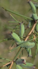 Hakea microcarpa, photograph (c) Petra Holland, some rights reserved (CC BY)