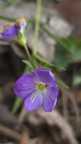 Slender Speedwell (Veronica gracilis)
