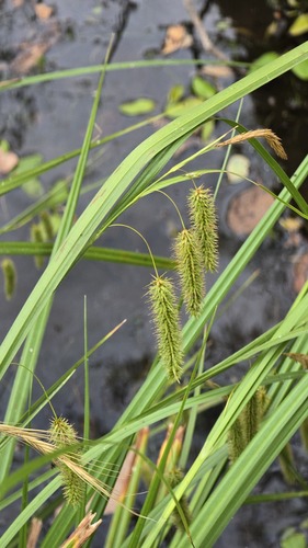 Tassel Sedge (Carex fascicularis)