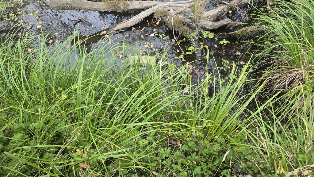 Carex fascicularis; photograph (c) Petra Holland, some rights reserved (CC BY)