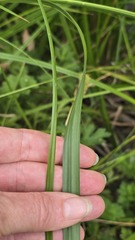 (c) Petra Holland, some rights reserved (CC BY) Carex fascicularis, photograph (c) Petra Holland, some rights reserved (CC BY)
