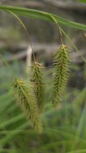 Carex fascicularis, photograph 3