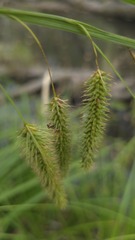 (c) Petra Holland, some rights reserved (CC BY) Carex fascicularis, photograph (c) Petra Holland, some rights reserved (CC BY)