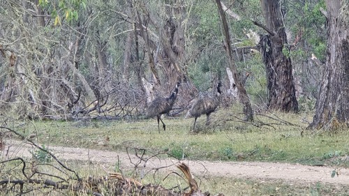 Emu (Dromaius novaehollandiae), photo 6