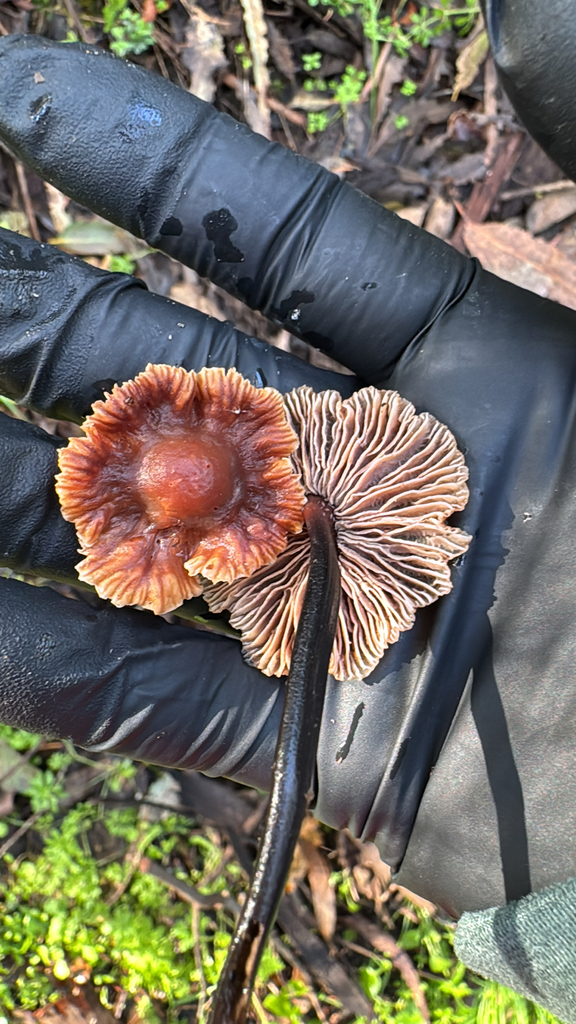 Gymnopus brassicolens · February 2026 · photo: © natureenthusiast_elle (iNaturalist, cc-by-nc)