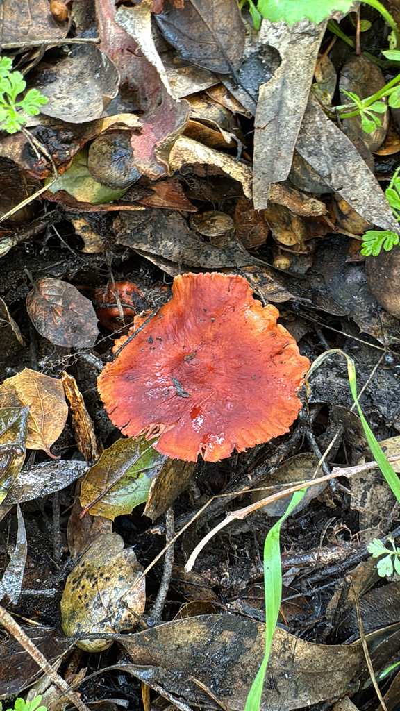 Lactarius rufulus · February 2026 · photo: © natureenthusiast_elle (iNaturalist, cc-by-nc)