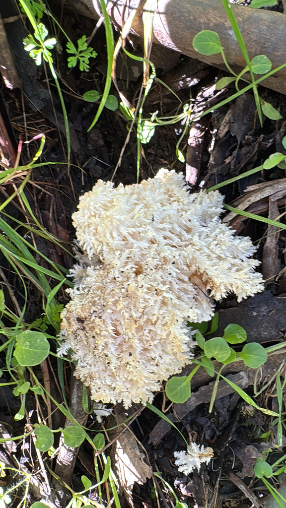 Hericium coralloides · February 2026 · photo: © natureenthusiast_elle (iNaturalist, cc-by-nc)