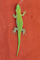 Phelsuma kochi