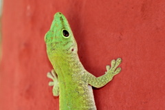 Phelsuma kochi