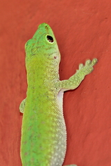 Phelsuma kochi