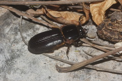 Odontotaenius