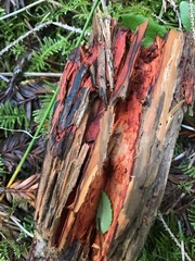 Phanerochaete sanguinea