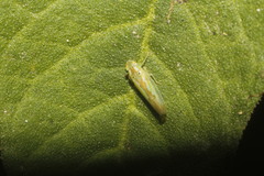 Neocoelidia stigma