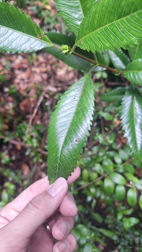 Tiaca (Caldcluvia paniculata)