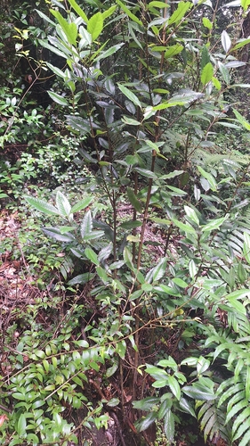 Caldcluvia paniculata, photograph 6