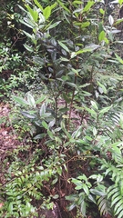 Caldcluvia paniculata, photograph (c) Germán Hohmann, some rights reserved (CC BY)