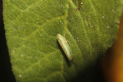 Neocoelidia stigma