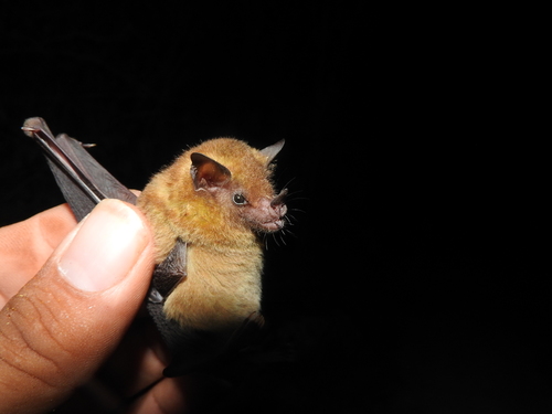 Pallas's Long-tongued Bat