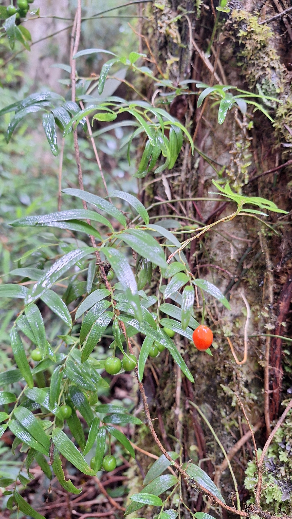 Quilineja (Luzuriaga radicans)
