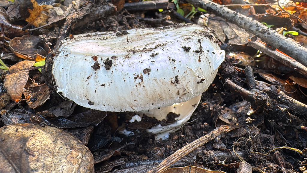 Amanita ocreata · February 2026 · photo: © natureenthusiast_elle (iNaturalist, cc-by-nc)