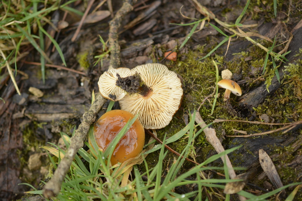 Flammulina velutipes · February 2026 · photo: © cryptomarasmius (iNaturalist, cc-by)