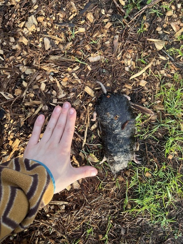 Townsend's Mole observed by cole4worldpeace