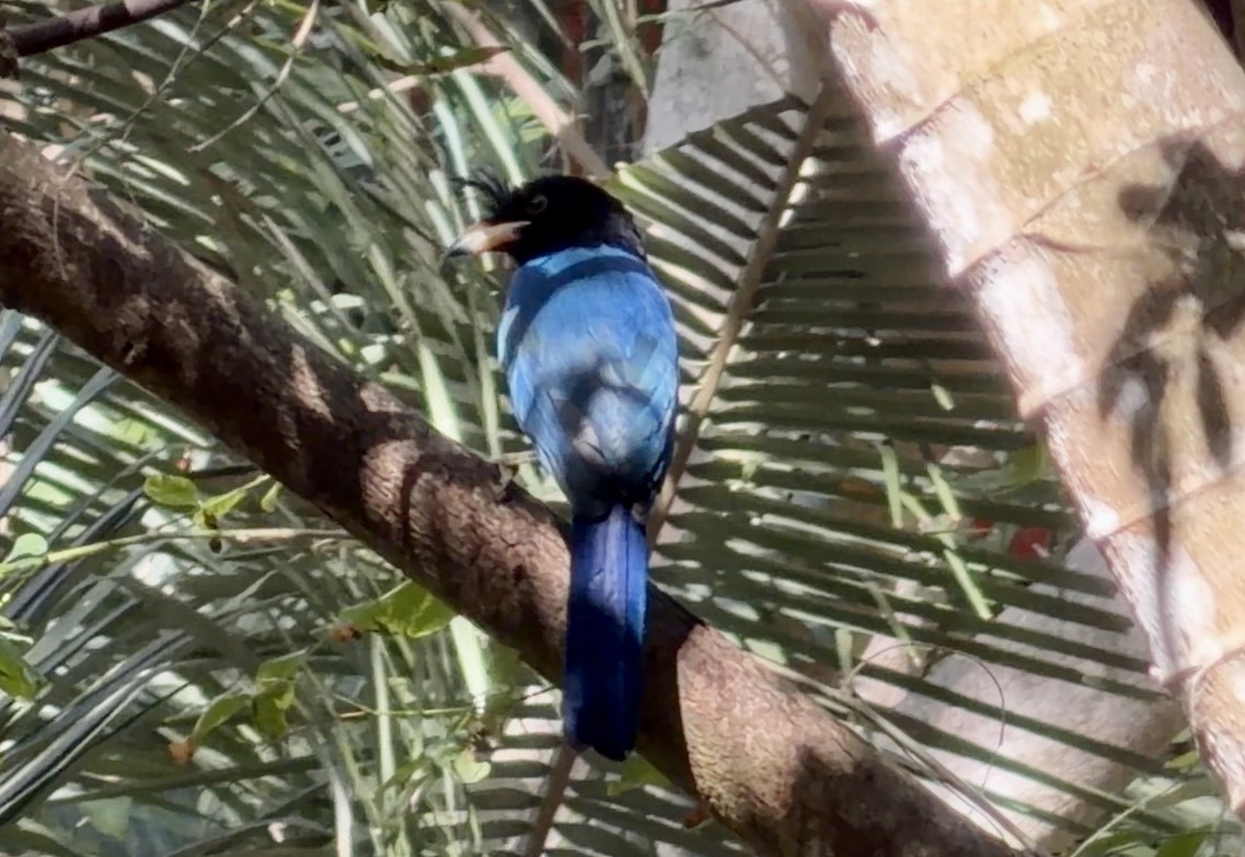 San Blas Jay (Cyanocorax sanblasianus), photo 9