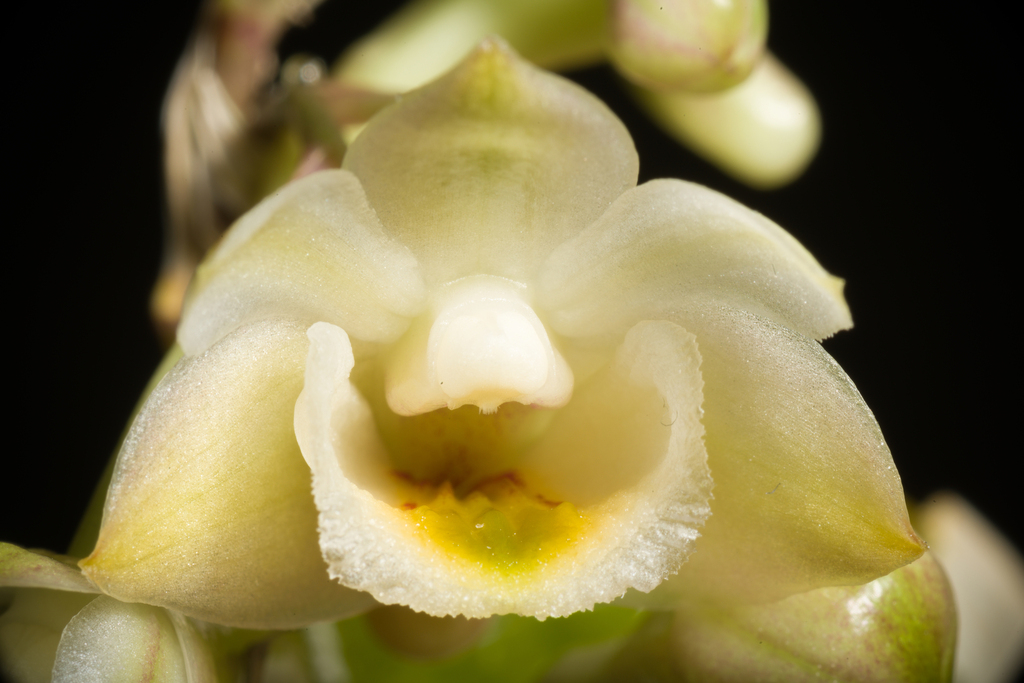 Dendrobium compressum Lindl.