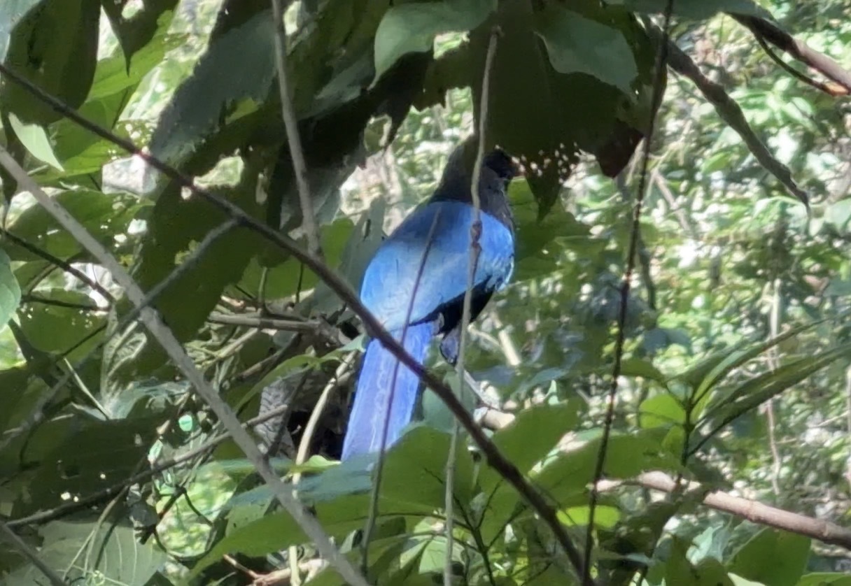 San Blas Jay (Cyanocorax sanblasianus), photo 10