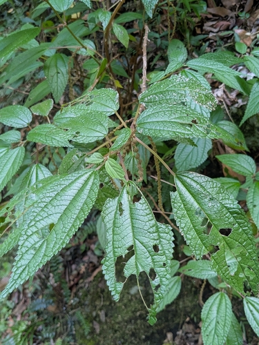 Boehmeria virgata observed 2026-02-11