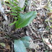 Anthurium loefgrenii Engl.