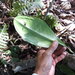 Anthurium loefgrenii Engl. 2