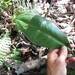Anthurium loefgrenii Engl. 3