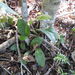 Anthurium loefgrenii Engl. 4