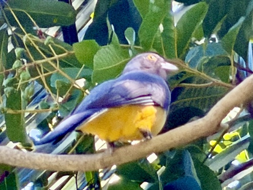 Citreoline Trogon (Trogon citreolus)