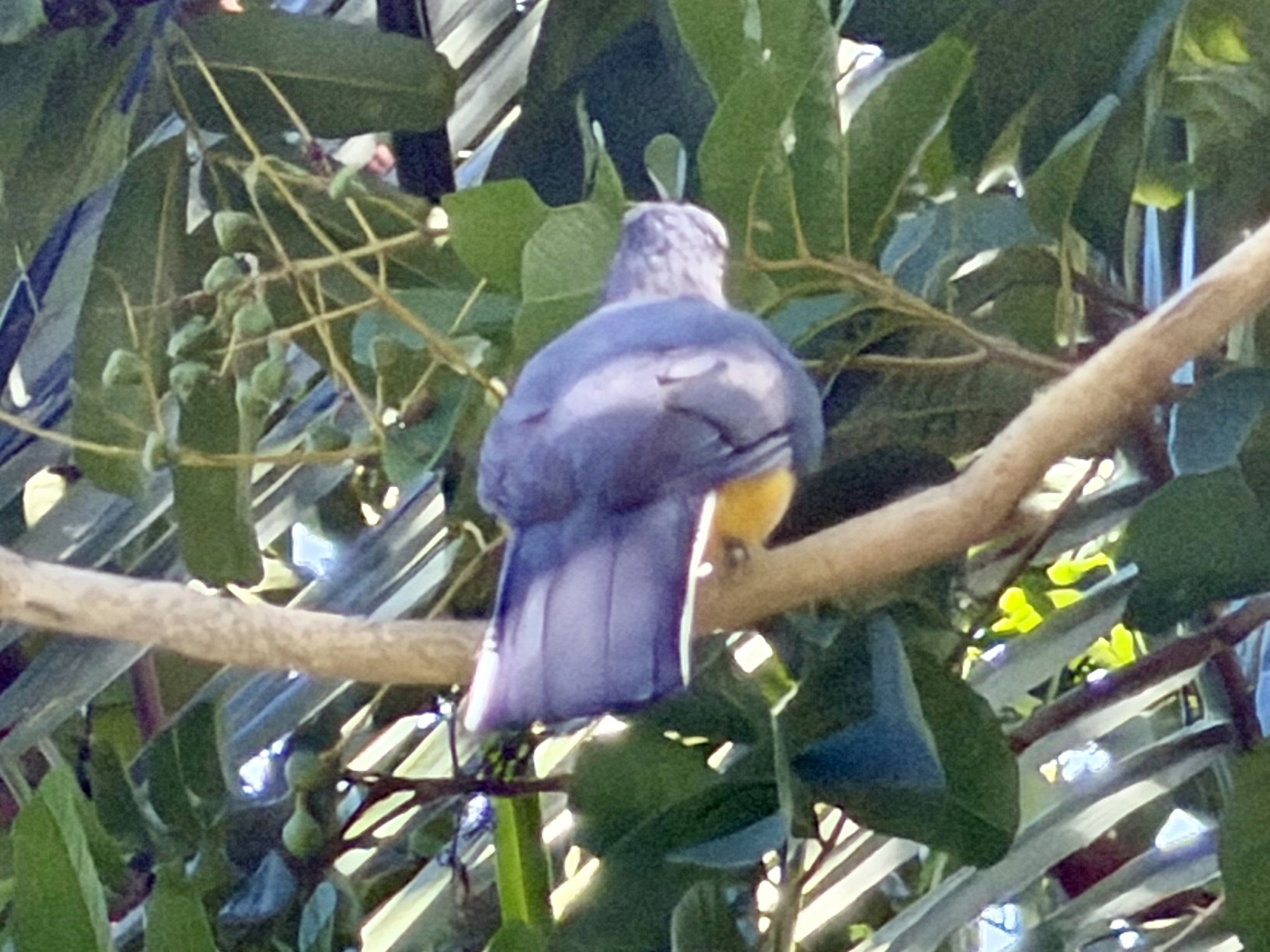 Citreoline Trogon (Trogon citreolus), photo 2