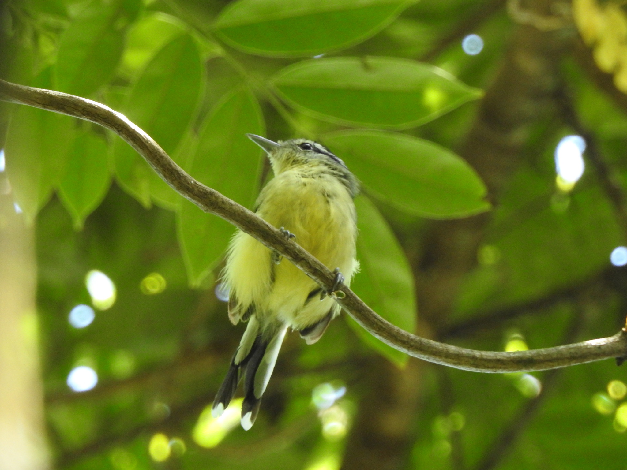 Rufous-margined Antwren (Herpsilochmus rufimarginatus), photo 4