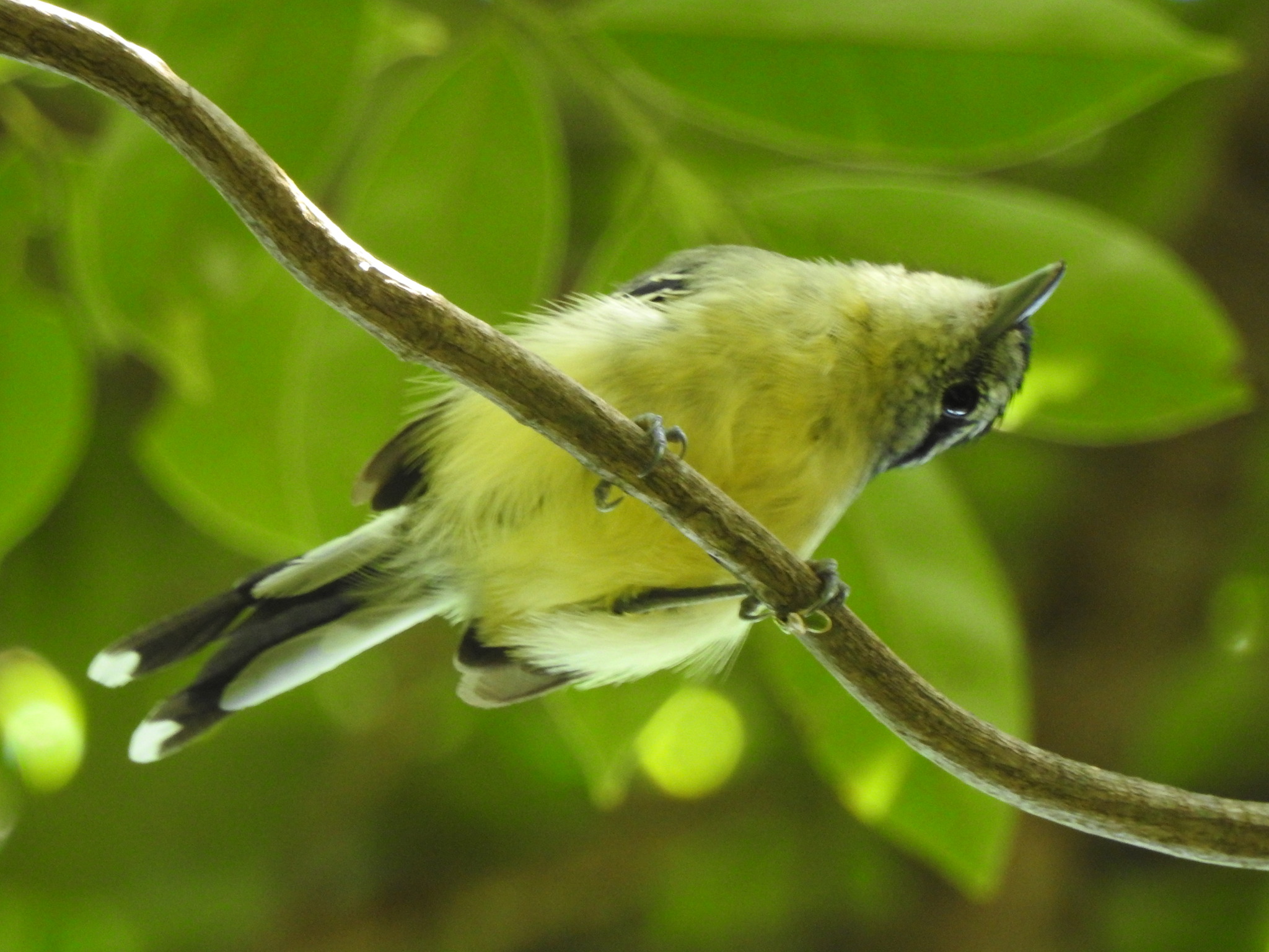 Rufous-margined Antwren (Herpsilochmus rufimarginatus), photo 2